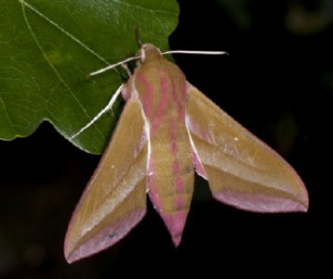 Stor snabelsvermer Deilephila elpenor.